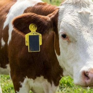 ZP Livestock ear-Tag
